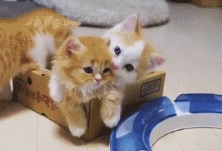 -Котята-старший-брат-милота-2681911