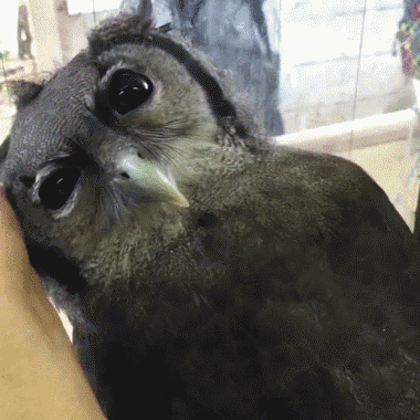 -гифки-живность-2676617