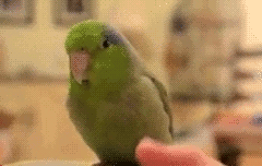 -попугай-Что-то-не-так-боязнь-пальцев-2673906