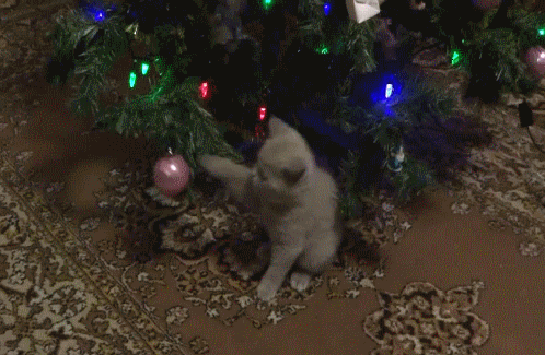 -милота-котики-гифки-2662645