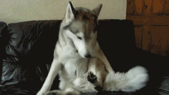 -собака-2662492