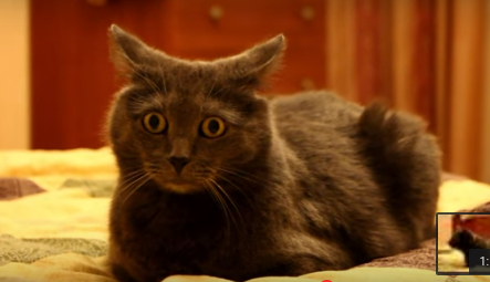 экрана от 2015-12-22 14:39:21