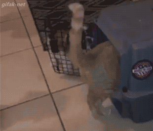 кот и щенки