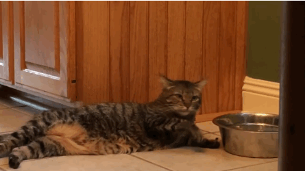 gifs_18