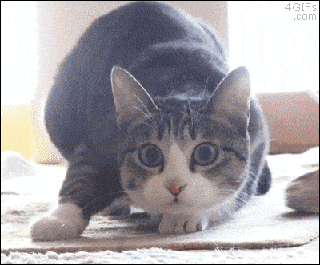 gifs_16