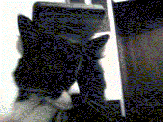 gifs_19