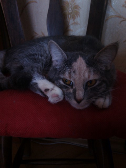 колбаски бы