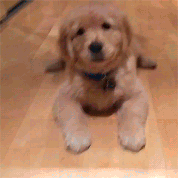 -живность-гифки-лестница-2724564