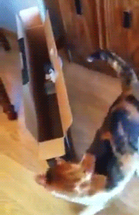 -котэ-коробка-367830