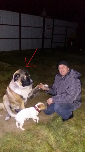 Фото собачки