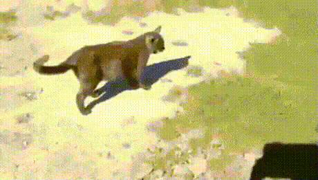 кот и собака