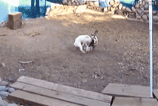 87746883676229_fd41dc_orig_