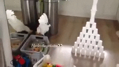 -картинки-сон-стаканчики-2100886