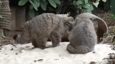 -котэ-манул-2744503