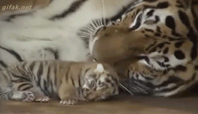 tumblr_o0qbx8C5bS1ukldkho1_400