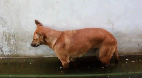 92784129861186_24-gif-3