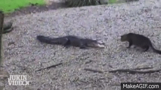 gifki-s-zhivotnymi_004