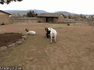 goats_14