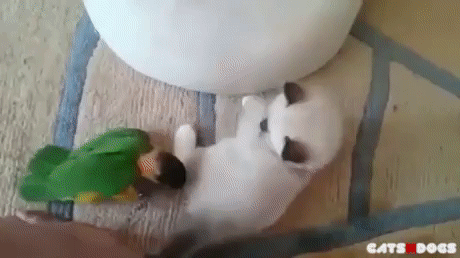 котпапугай