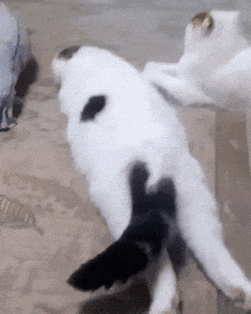 -котэ-живность-2764317