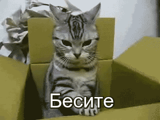 -гифки-котэ-стресс-1869399