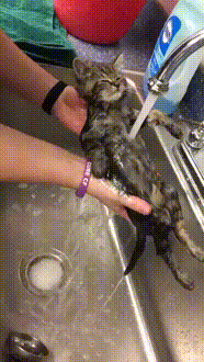 -котэ-удовольствие-2797614