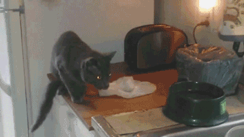 -котэ-тостер-2729366