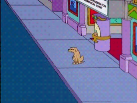 собака с глазами