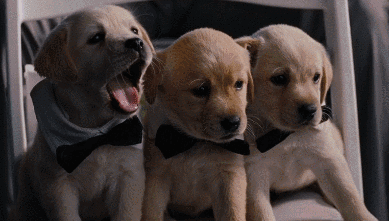 60243009750200_88-gif-3