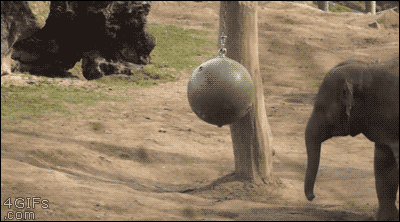 Elephant-calf-karate-kicks-ball