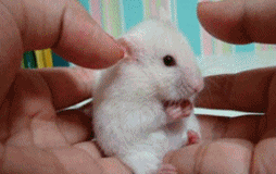 Startled_hamster[1]
