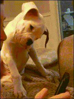 вертикальное видео