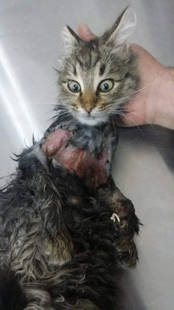 Котик в моторном отсеке