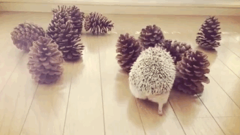 hedgehog