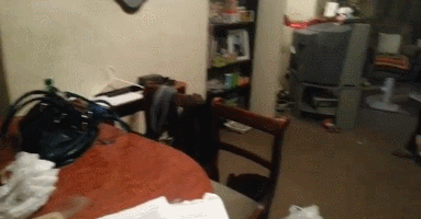 Fungif_19 (1)