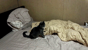 Fungif_0411