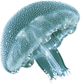 1332749657_meduza2