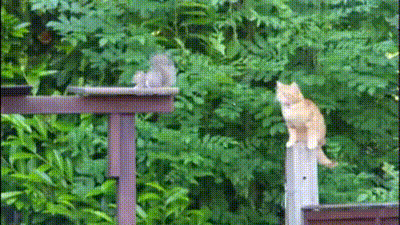 -животные-кот-белка-2813971