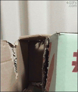 gifs_16