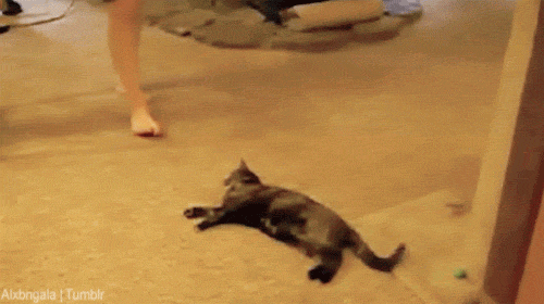 gifs_20