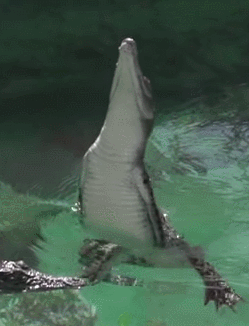 gifs_37
