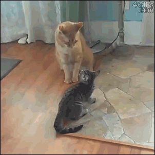 gifs_48
