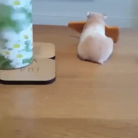 -гифка-хомяк-печенье-2834648