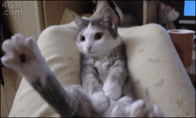funny-cat-gif