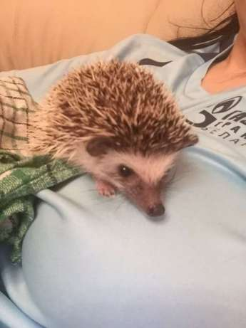 68184617_4_644x461_afrikanskie-karlikovye-ezhi-zhivotnye