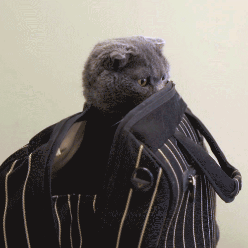 Котейко в сумке