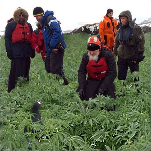 patriarh_i_pingvini_02_yapfiles