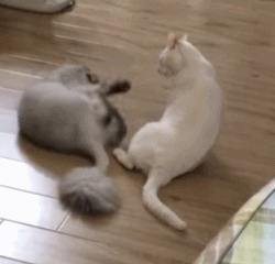 -живность-гифки-2870918