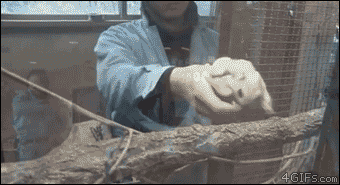 Flying-squirrel-escapes-cage