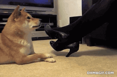 clever-dog-imitating-girls-leg-movements